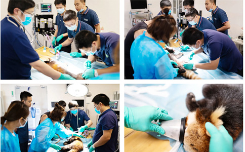 大熊猫日常保健、疾病诊断、疾病治疗及康复护理.jpg