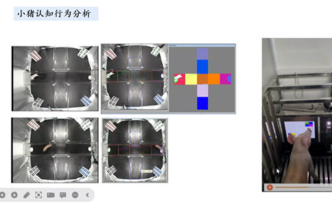 脑血管疾病动物模型领域有哪些创新技术？
