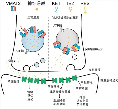 对话Nature一作武迪博士：放弃清华录取，我更加坚定脚下的路