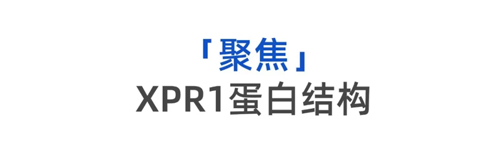 揭示细胞外排磷酸盐机制，探索人体磷酸盐转运深层机密——Nature一作颜芮