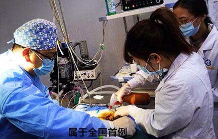 丹顶鹤下义喙手术
